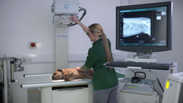 DICOM in Veterinary Medicine - Presented by PostDICOM